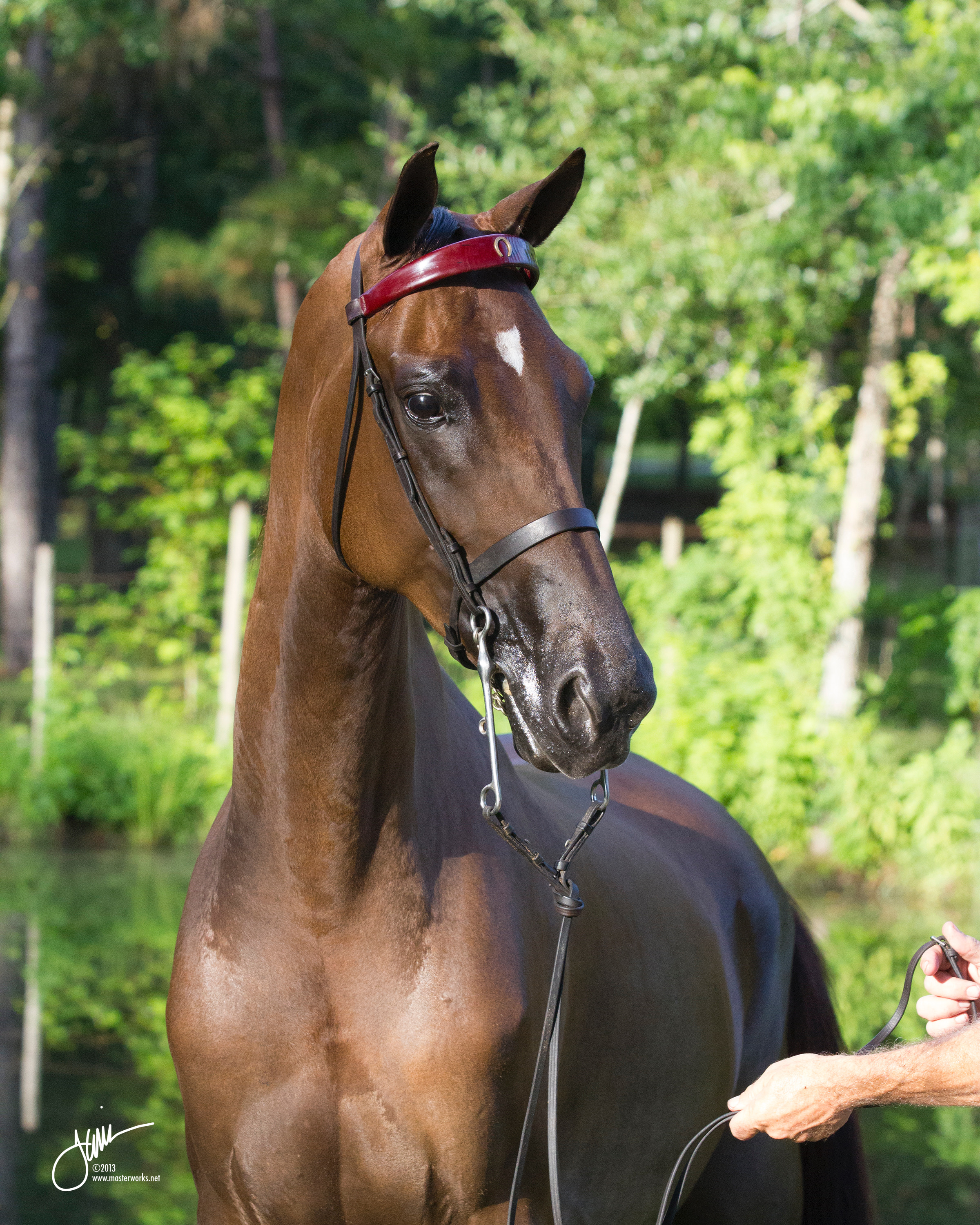 Bay Morgan mare with white star